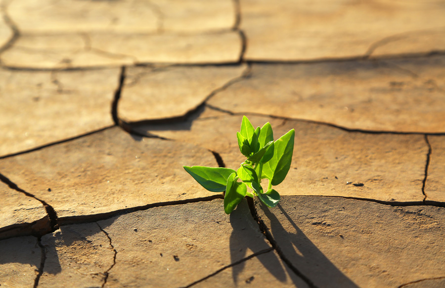 Agricultura ecológica: +rentable+eficiente