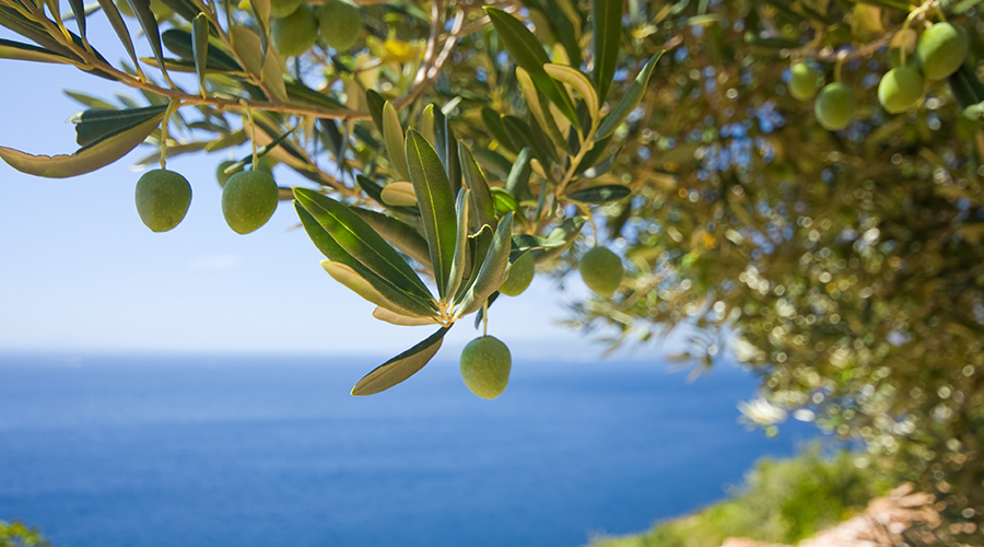 Aceite de oliva contra el cambio climático