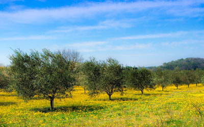 Energías renovables en zonas rurales: una solución verde para Castilla-La Mancha