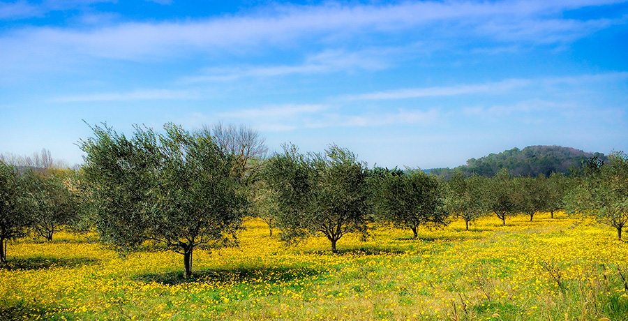 Energías renovables en zonas rurales: una solución verde para Castilla-La Mancha