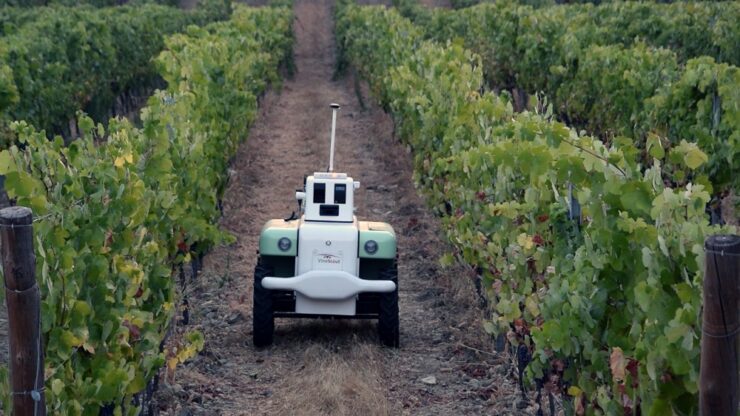 Automatización de viñedos en Cuenca: el pámpano y el Big Data