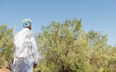 Un olivo, dos olivos, tres olivos… ¡Un olivar!