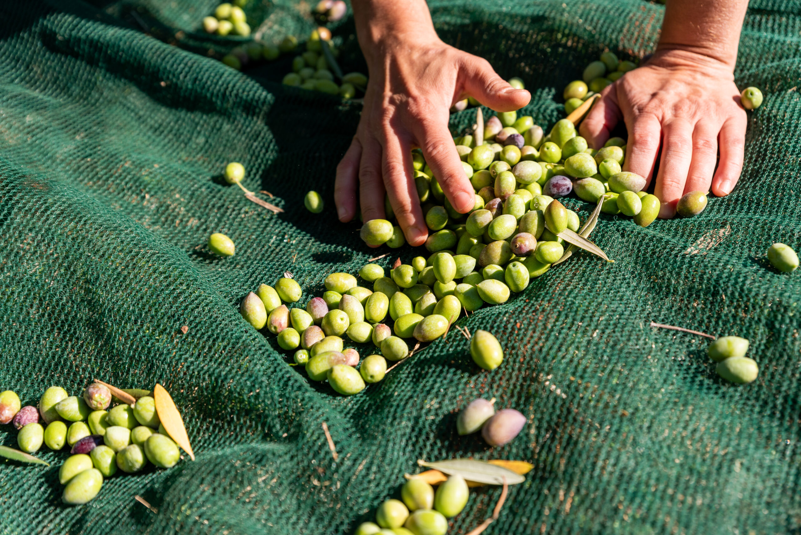 Recolección de aceitunas ecológicas en Castilla-La Mancha